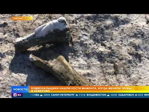 Коммунальщики нашли кости мамонта, меняя в Кемерове трубы