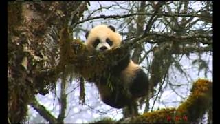 Sichuan Giant Panda Sanctuaries - Wolong, Mt Siguniang  ... (UNESCO/NHK)