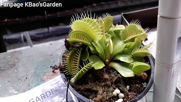 Tập 2.1 Phụ lục TDS của nước mưa và cách tưới nước trong mùa mưa cho cây bẫy kẹp ( venus flytrap )