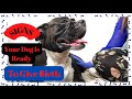 🚨Signs dog is going into LABOR 🚨 Stage 1️⃣ | Important things to know - Boxer dog pregnancy