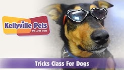 Kellyville Pets Youtube