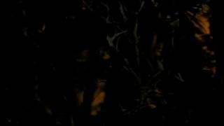 Tits Of Steel Monkey Boy 2