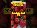 🍓 Fresh strawberries। Healthy Food । ताजी स्ट्रॉबेरी। स्वास्थ्यवर्धक फल। #strawberry #holistatus