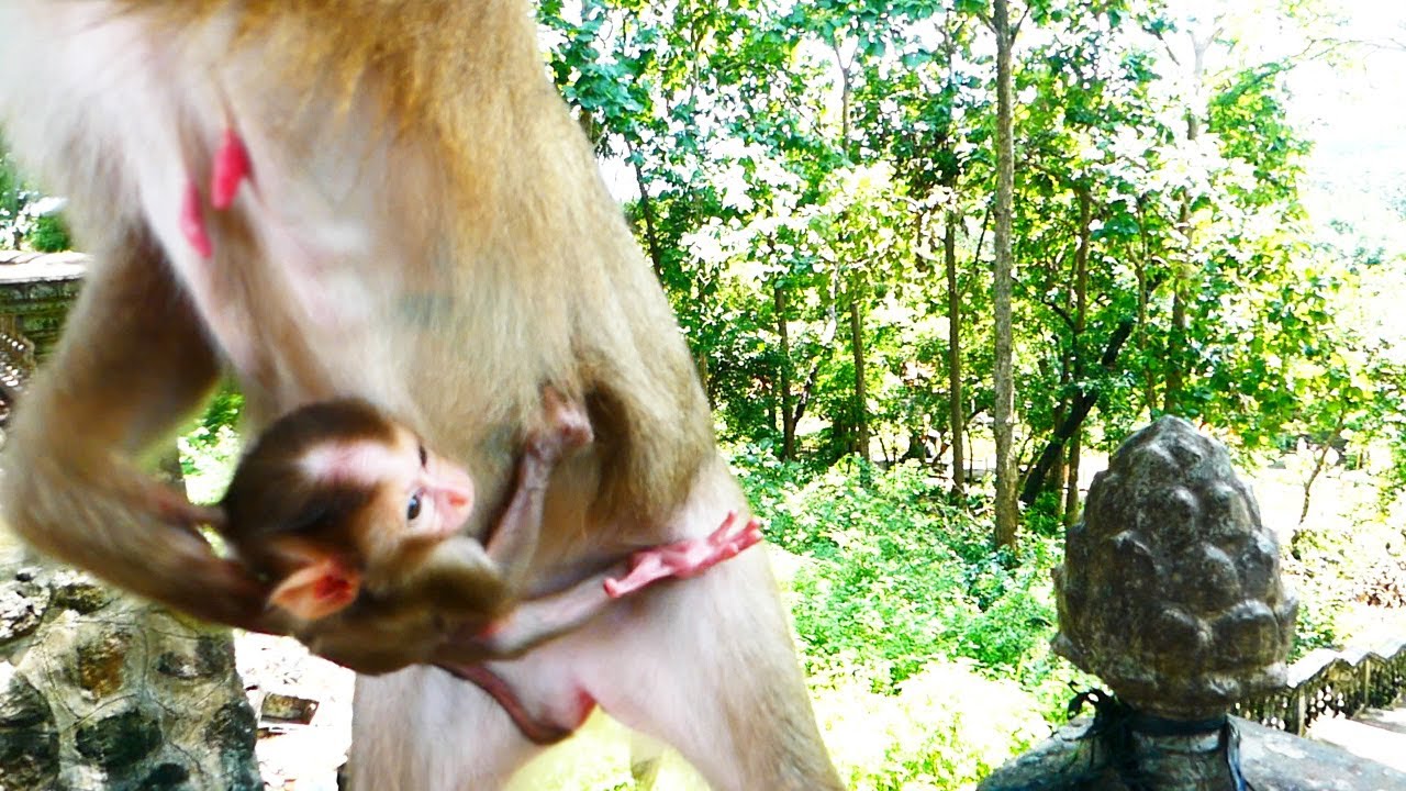 Monaco baby holding mother Molia in chest, when Molia jump to pick up foods