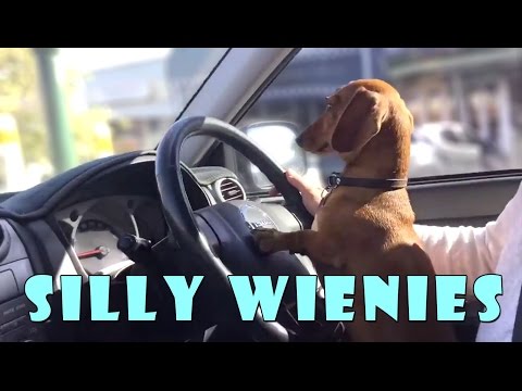 silly-wiener-dogs-compilation---cute-and-funny-dachshund-videos