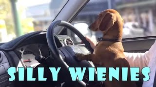 Silly wiener dogs COMPILATION - cute and funny dachshund videos