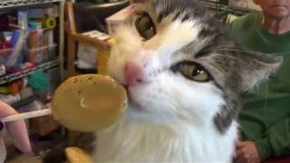 Cat Licking Lollipop Asmr