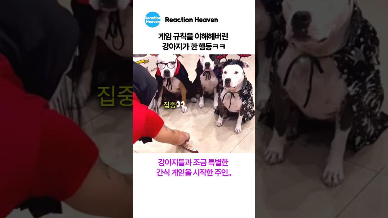 게임 규칙을 이해해버린 강아지가 한 행동ㅋㅋ