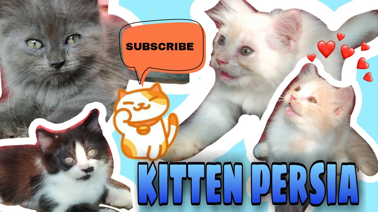 KITTEN PERSIA | ANAK KUCING PERSIA - YouTube