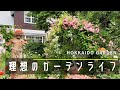 【個人庭】愛情たっぷりバラの素敵なお庭。極寒の地での庭づくり。【オープンガーデン】