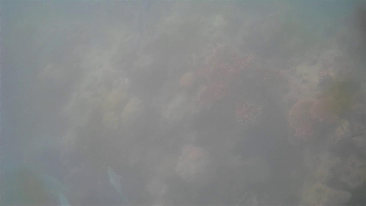 YouTube player