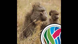 The widowhood effect, and clapped out baboons