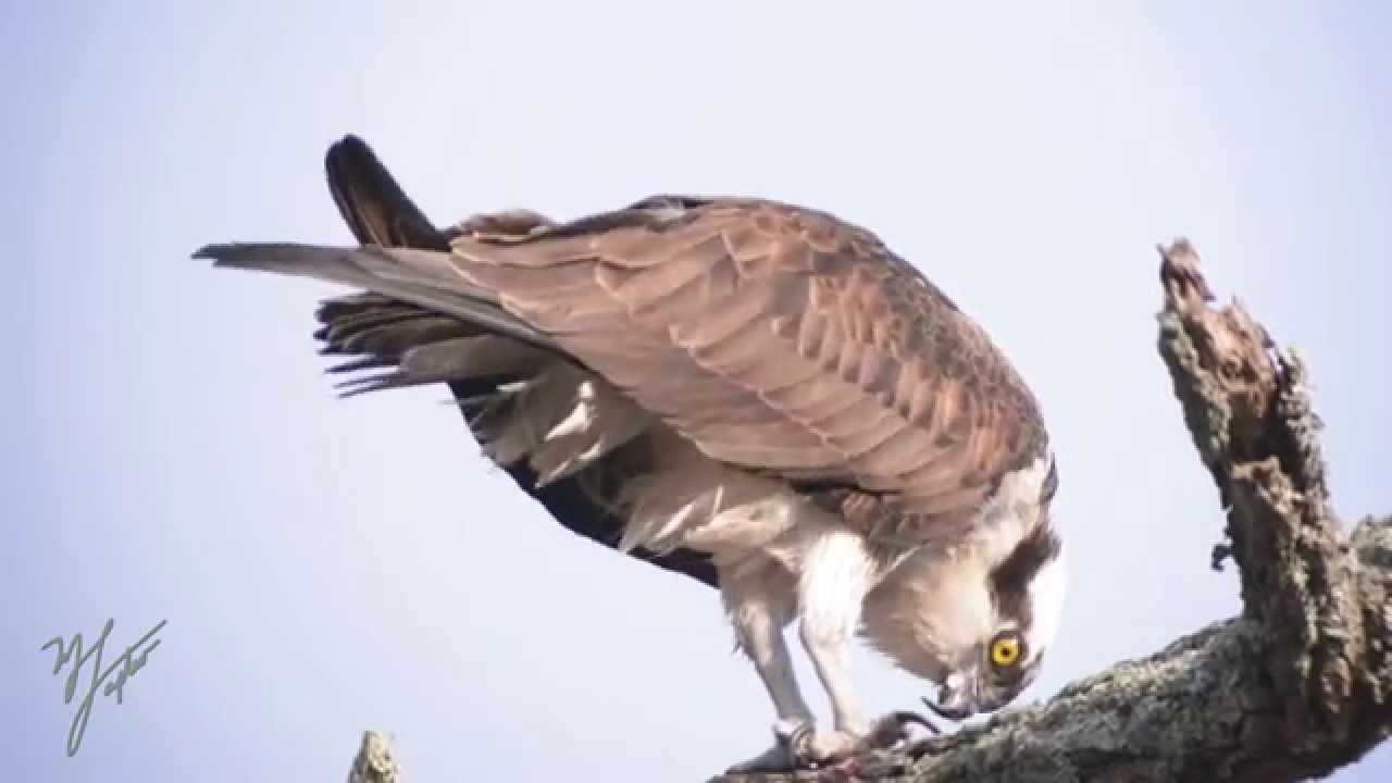 Osprey eating river herring YouTube