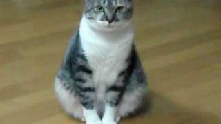 猫が反省している時のしぐさや鳴き声 ねこちゃんホンポ 猫が反省している時のしぐさや鳴き声 ねこちゃんホンポ