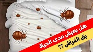 هل بق الفراش يعيش مدى الحياة ؟؟ bed bugs