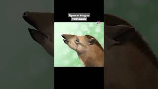 Drawing process of a Tapir, Infinite Painter