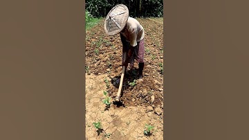 Weeding & Soil Mulching in Cowpea Field by Spading #shorts