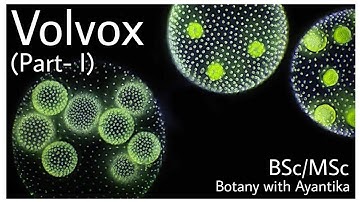 Volvox Part 1