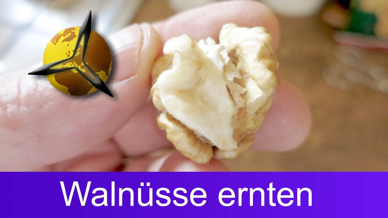 Wie Bekomme Ich Walnuss Braune Finger Sauber Walnüsse selber ernten, trocknen und lagern - YouTube