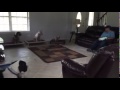 Texans Game Dog Training Houston TX Puptown Houston Texans Game Dog Training Houston TX Puptown Houston