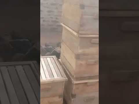 The Bee Hives Youtubecreatorcommunity Farming