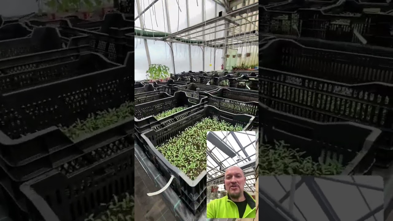 Сезон рассады в самом разгаре. 