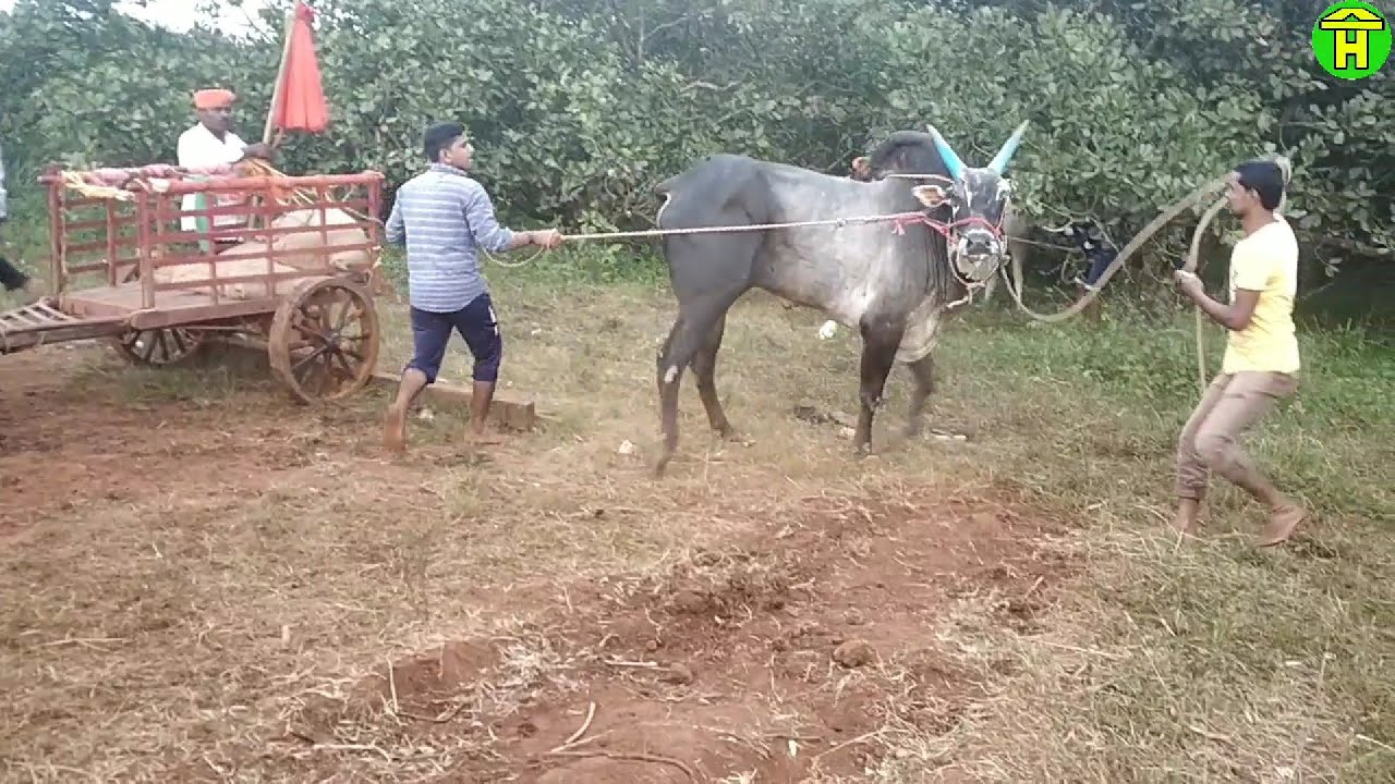 || Black Bull of Angol and Kangrali Running in Bailgadi Sharyat ...