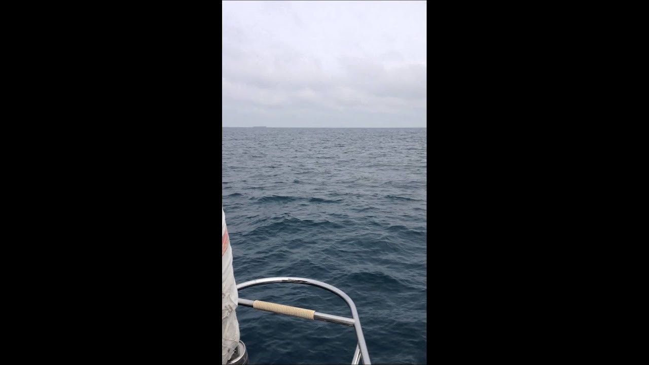 Dolphins after leaving Gibraltar!