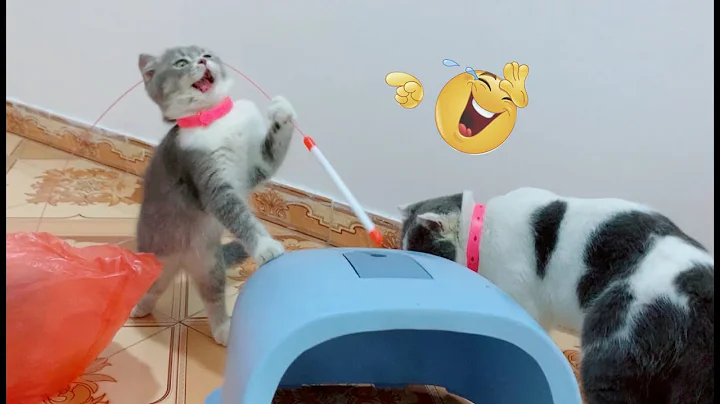 Video 5342471: cute baby animals compilation, animals cutest cats, cat funny adorable, cat family love, kitten cute funny