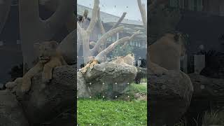 Lions August 2023 #shorts #lincolnparkzoo