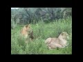 Lion and Buffalo interaction