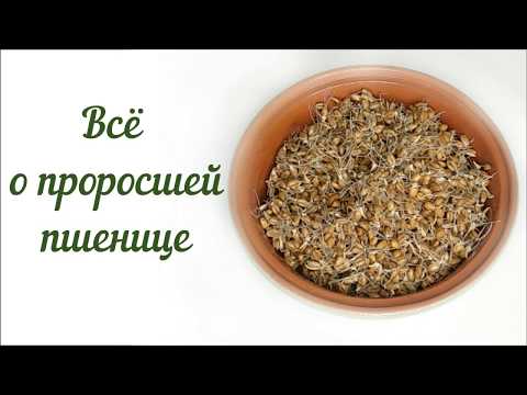 О ПРОРОСШЕЙ ПШЕНИЦЕ: польза, как прорастить, где купить, как вырастить зелень из пшеницы.