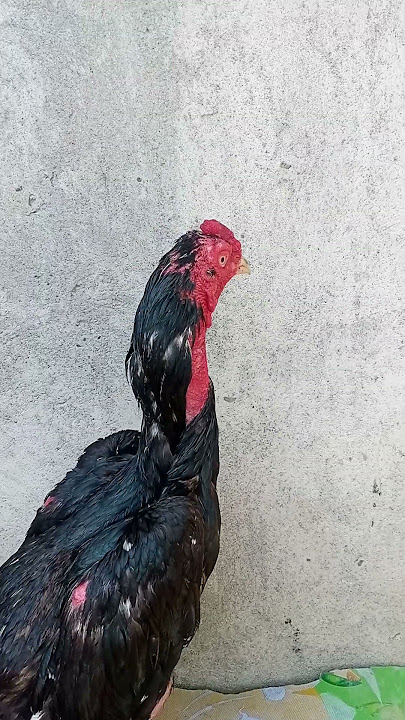 ciri ciri ayam pukul jalu