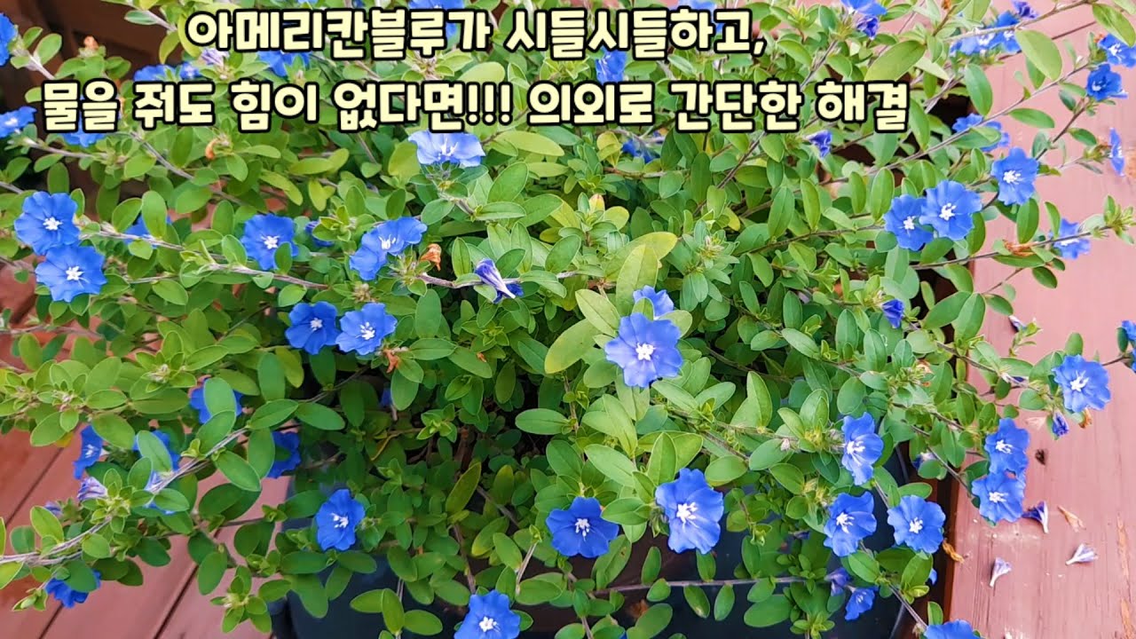 아메리칸블루가 시름시름하고 힘들어한다면? 간단히 해결하는 방법