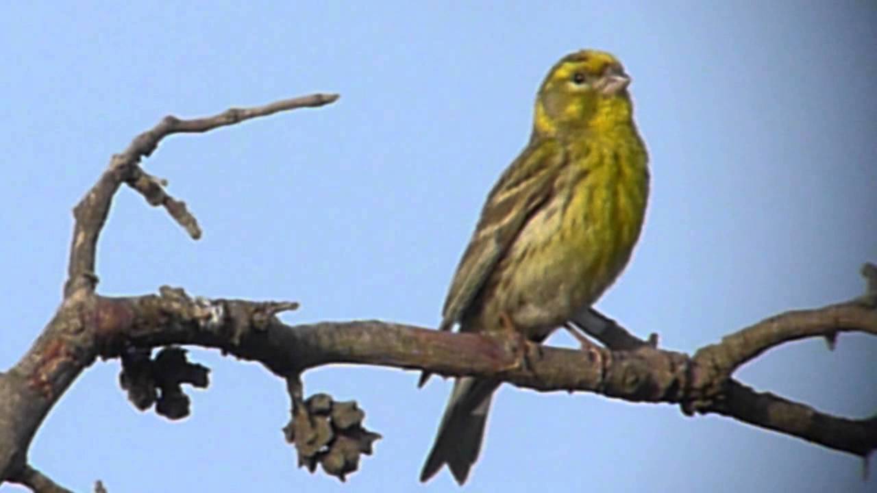 European Serin - Europese Kanarie 