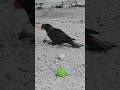 Dusky Lory #shorts