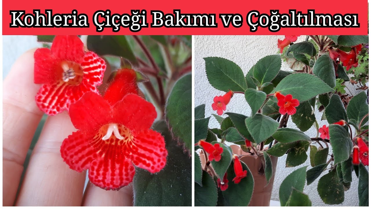 Kohleria Çiçeği. Çiçeği Bakımı ve Çoğaltılması. Japon Küpelisi.