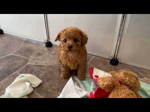 堺市のペットショップのティーカッププードルペットNo.250504の子犬動画サムネイル