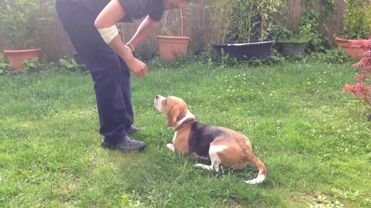 Beagle Dressage de mon chien Himé 3 YouTube