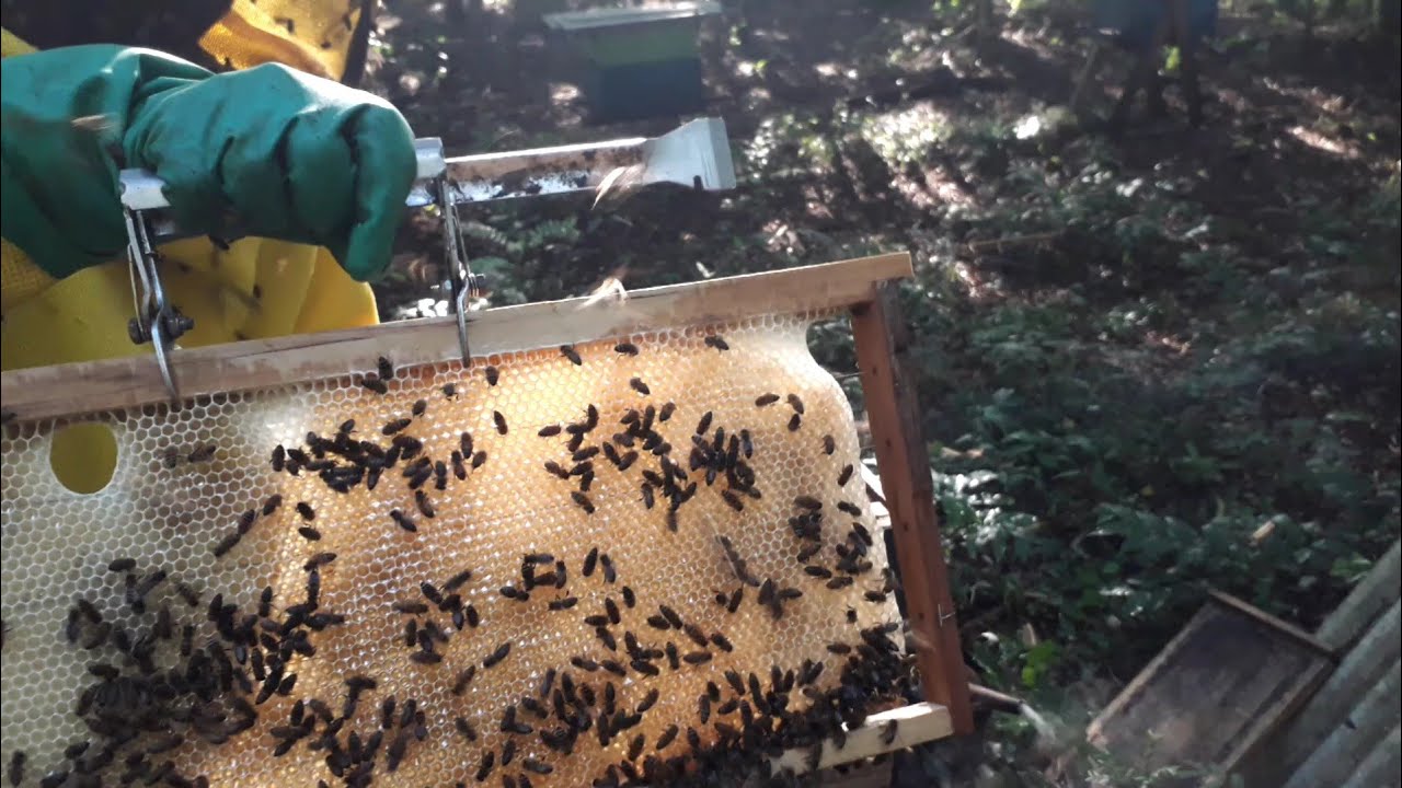 É isso que vai acontecer com as abelhas até o inverno!