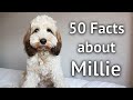 50 FACTS ABOUT MY COCKAPOO: Get to know Millie a Cockapoo, including tricks, behaviour and much more