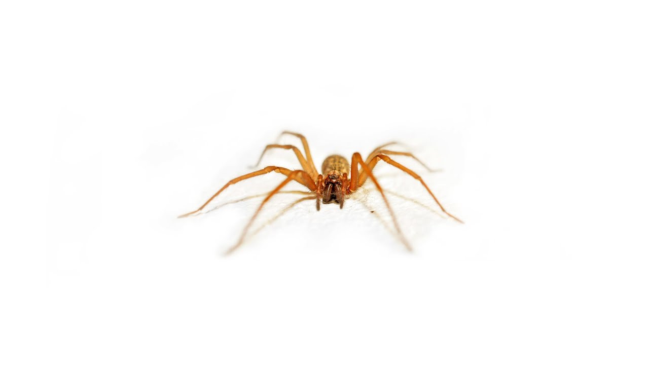 ARAÑA DE RINCÓN: LOS QUE DEBES SABER - YouTube