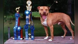 Red Boy and Old Family Red nose Ch Gambler Keeping the Standard#APBTPLIFE#