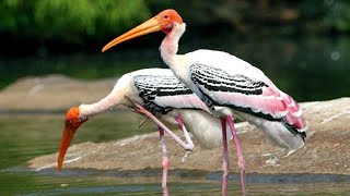 Painted stork (Mycteria leucocephala) flock
