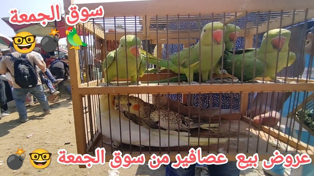 عروض بيع عصافير من قلب سوق الجمعة بالسيدة عائشة عصافير بأرقام أصحابها 🦜🦜💣💣🤓