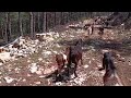 Nomadic goats plateau life 🌿 Çobanın keçi sürüsü mera yolculuğunda 🌿🐐🐕🌿 @organikhalepkeçiçifliği