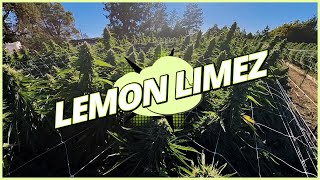 Lemon Limez - LUMA California Farms