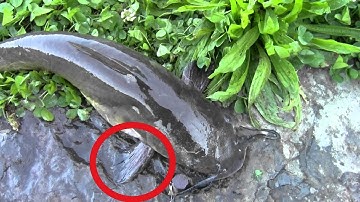 How to safely pick up a catfish