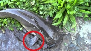 How to safely pick up a catfish