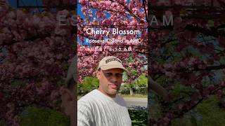 Cherry Blossoms ,Roosevelt Island in NYC